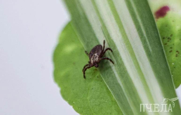 В Челябинской области 153 человека попали в больницу после укусов клещей