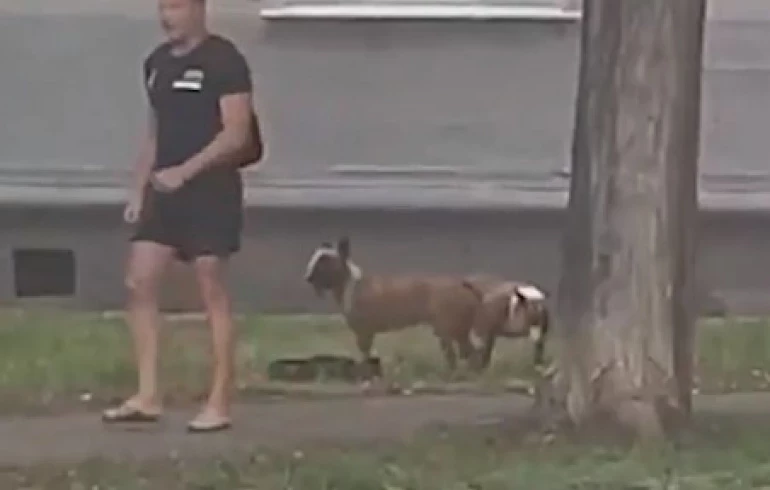 В Челябинске два питбуля разорвали собаку на глазах у её хозяйки