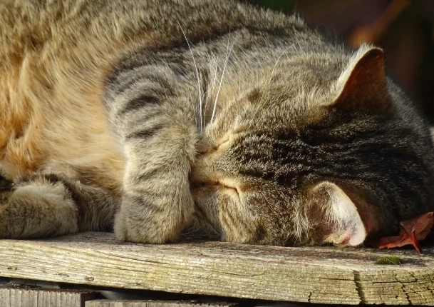 Профессор Либерман развенчал миф о пользе 8-часового сна