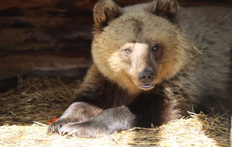 В Челябинском зоопарке назвали причину внезапной гибели медведицы Забавы
