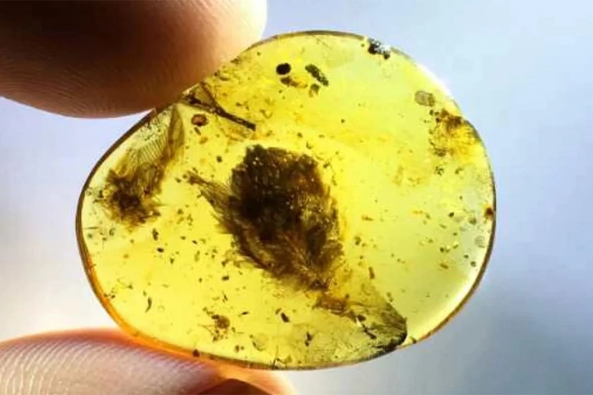 Перья вымерших птиц найдены в янтаре возрастом 99 миллионов лет