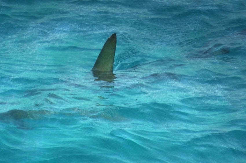 Скорость плавания мегалодона оказалась меньше, чем считалось ранее