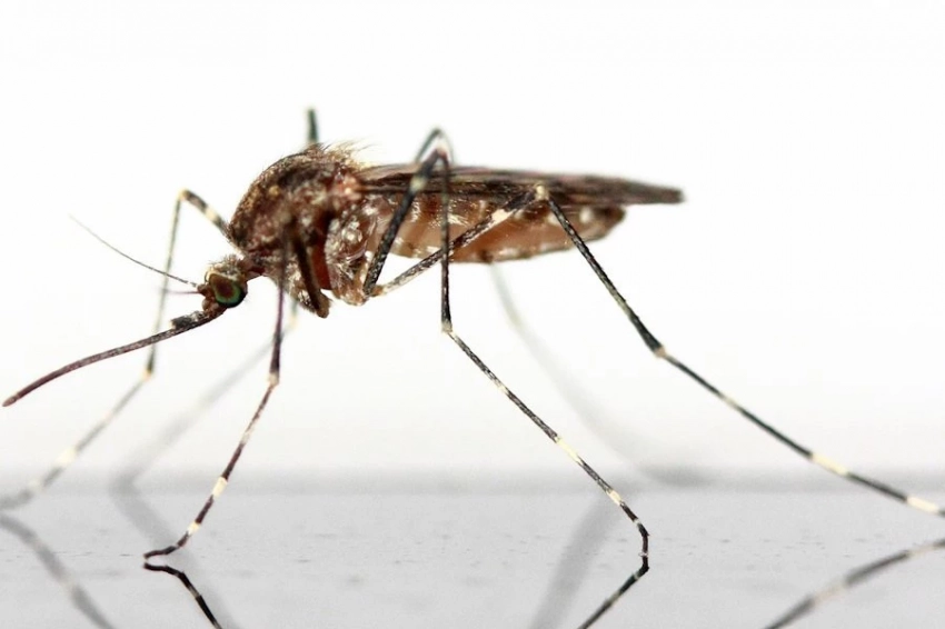 iScience: одни виды мыла привлекают, другие — отпугивают комаров