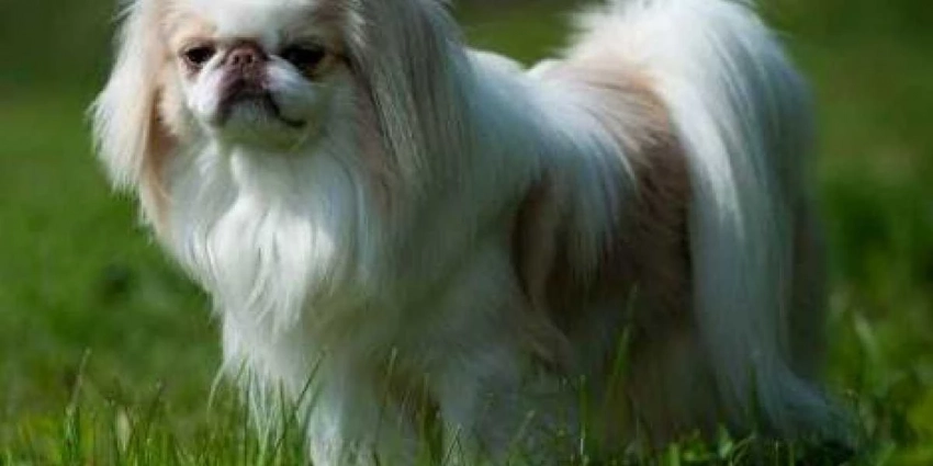 «Отдайте нам мои острова!», — разошелся японский хин, осмелев от присутствия США