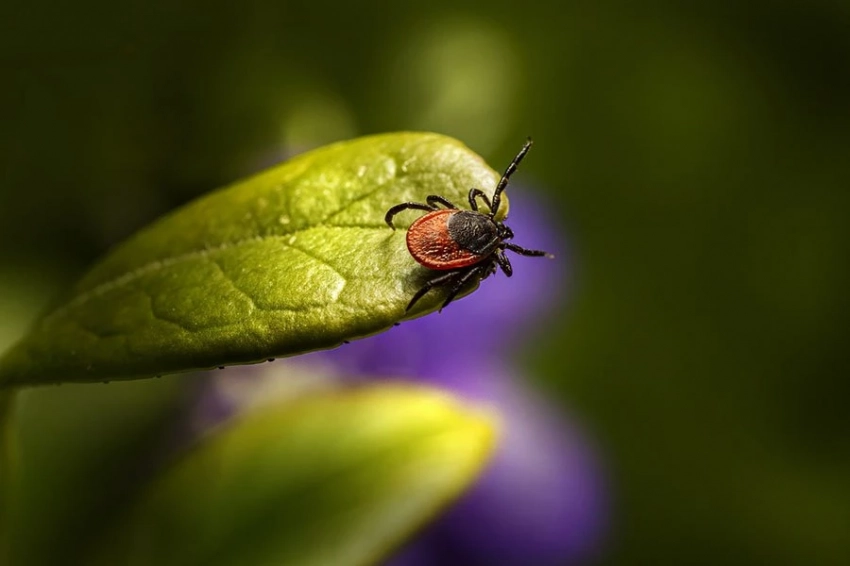 Самцы паутинных клещей сдирают кожу с самок, чтобы первыми спариться с ними