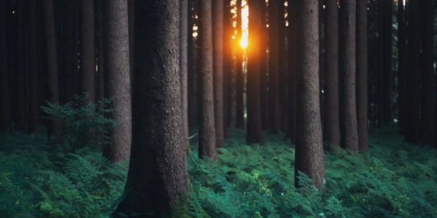 Европа требует от России восстановить экспорт древесины