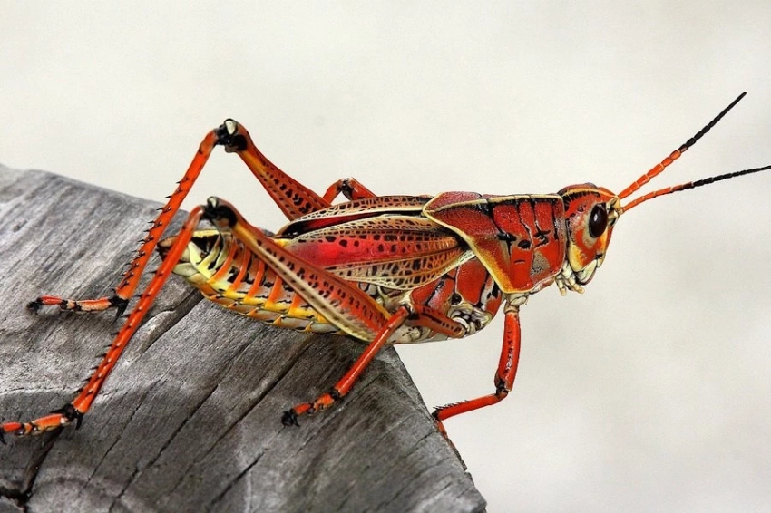 The Journal of Nutrition: белок насекомых замедляет набор веса и улучшает иммунную систему