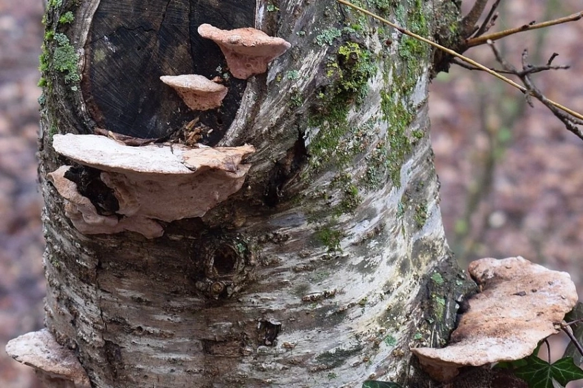 E1.RU: Грибы защищают нас от рака