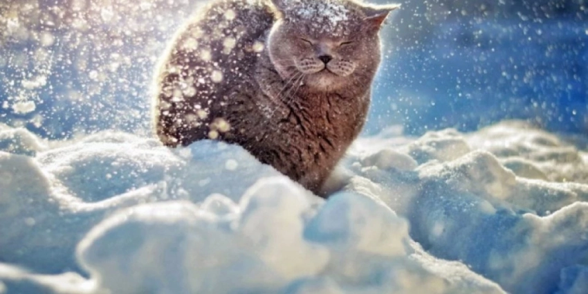 Каким будет ноябрь 2022 в Сибири: где аномально холодно, а где тепло – прогноз погоды для Южной, Западной, Восточной Сибири, Якутии в деталях