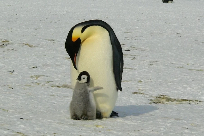 Раскрыта тайна Кровавого водопада