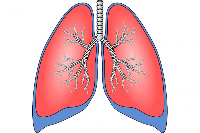 ATS Journals: у людей с высоким уровнем омега-3 жирных кислот в крови лёгкие крепче