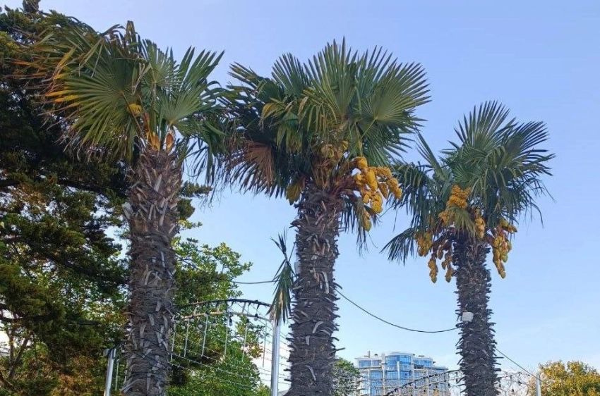 Российская путешественница Коновалова разоблачила 10 мифов об отдыхе в Таиланде