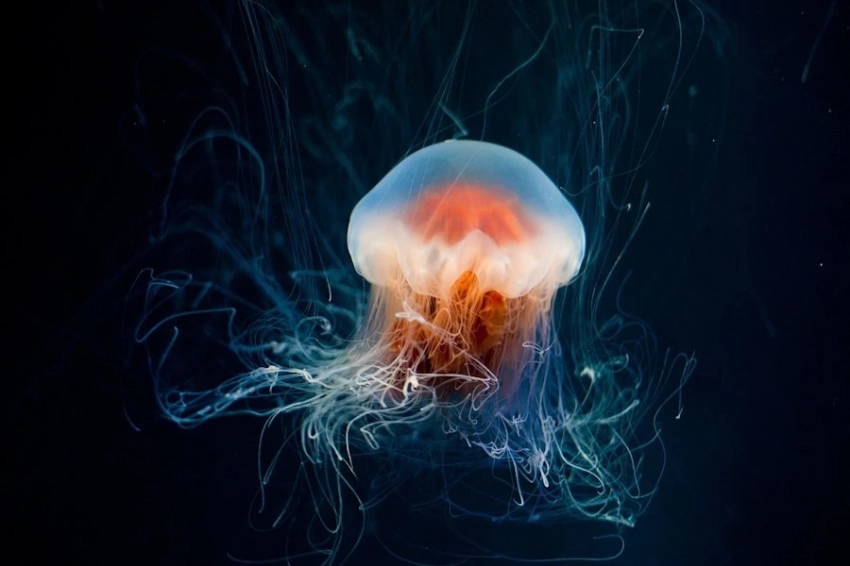 The Biologist: найдено потенциально бессмертное существо