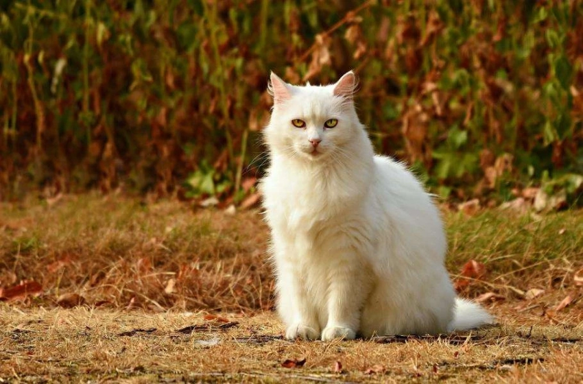 Домашние животные в опасности: высокопатогенный птичий грипп H5N1 убивает кошек в Польше