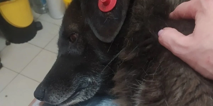 «Их рвет пеной, глаза становятся алыми» В Рязанской области мамы травят привитых бездомных собак