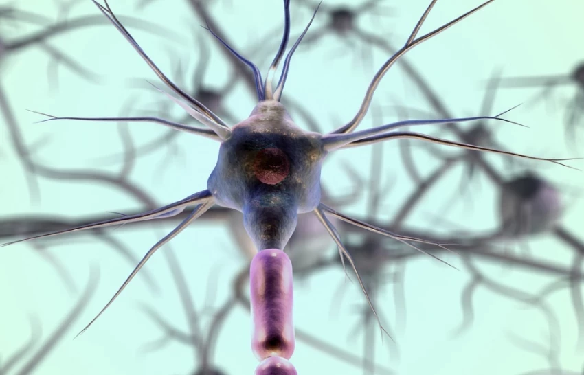 Пересадка здоровых нервных клеток способна замедлить сгубившую Стивена Хокинга болезнь