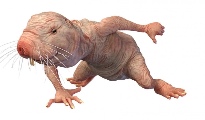 EMBO: у голых землекопов обнаружен механизм устойчивости к старению