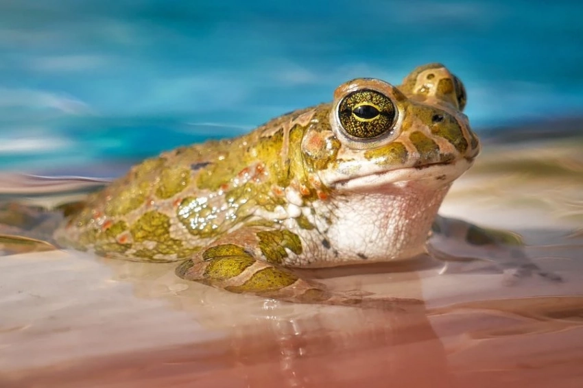 JAE: загрязнение связано с повышенным риском заражения паразитами