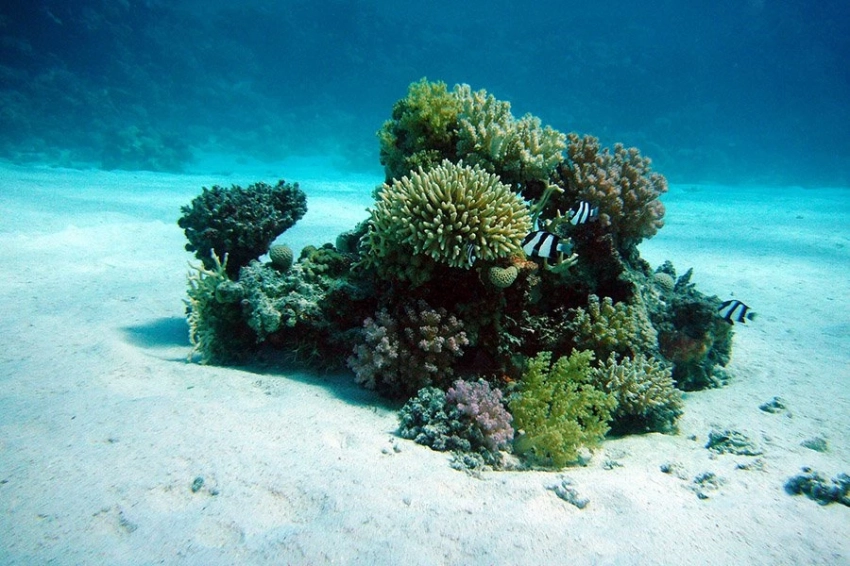 Вегетарианская диета из кораллов объясняет вековую загадку, восходящую к Дарвину