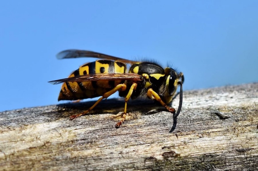 Английские волонтёры, помогая учёным, собрали тысячи ос