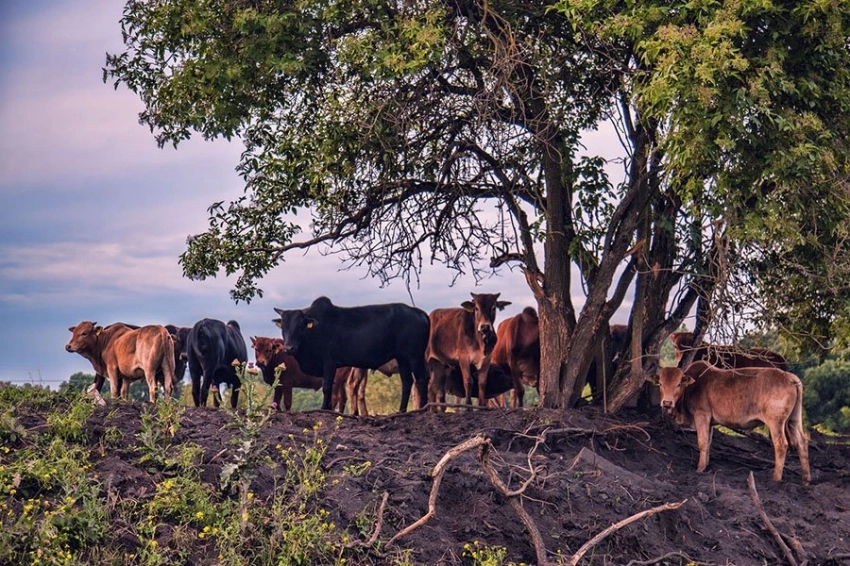 Древняя ДНК раскрывает раннее африканское происхождение крупного рогатого скота в Америке