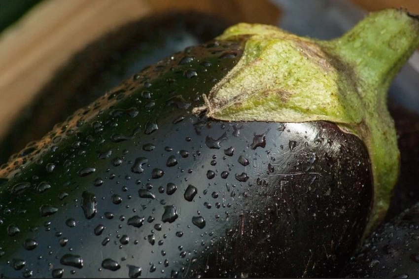 В Роспотребнадзоре рассказали о пользе баклажанов