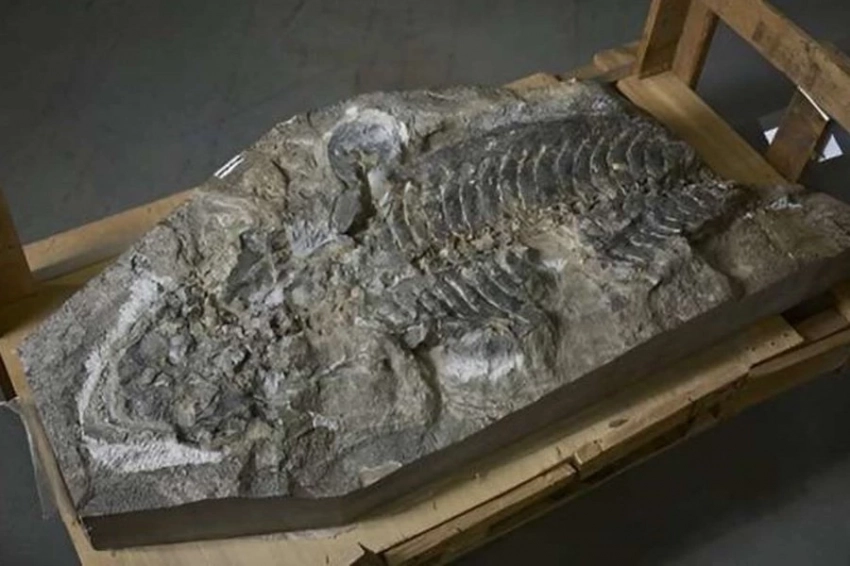 В Австралии идентифицировали окаменелость похожего на саламандру существа возрастом 240 миллионов лет