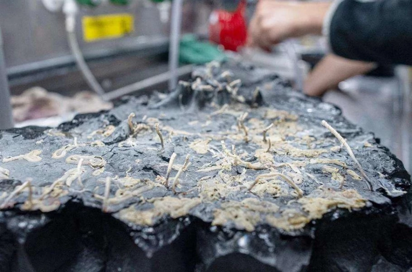 Совершенно новая экосистема: Исследователи обнаружили жизнь под гидротермальными источниками в Тихом океане