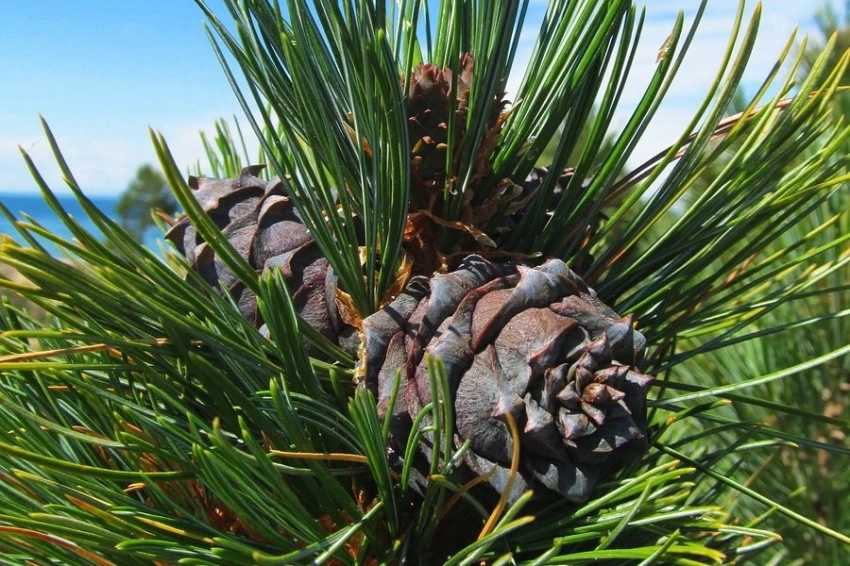 Почему уникальны орехи сибирского и корейского кедров