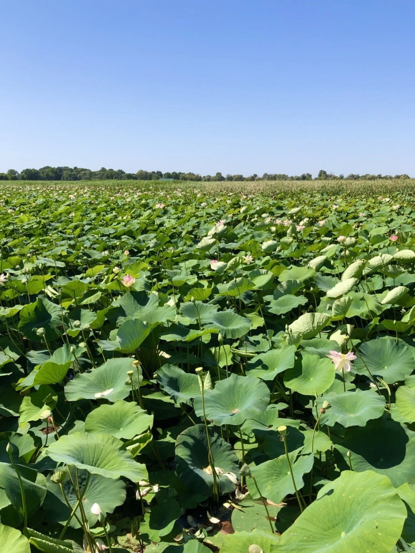 От Кубани до Приморья: за лотосами по всей стране
