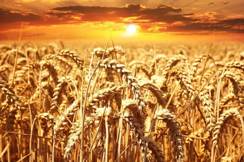 На Ставрополье испытают безопасные биопестициды