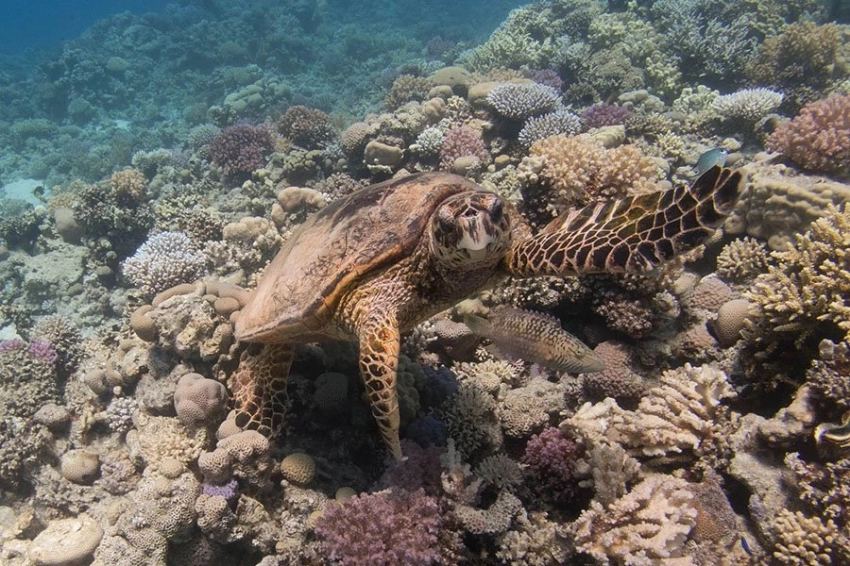 Черепахи используют магнитные поля Земли и «квантовую биологию», чтобы ориентироваться