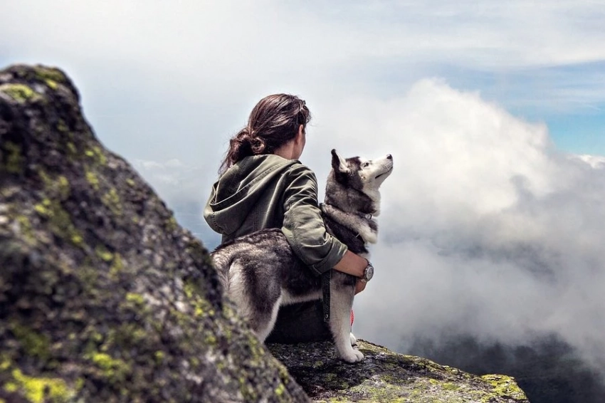 NPR: поглаживая собаку человек усиливает свой иммунитет