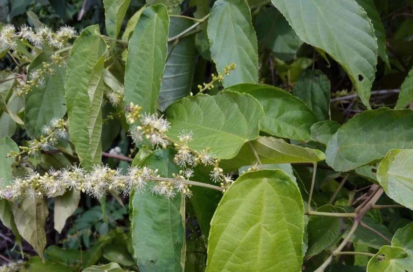 Успехи народной медицины: Осока азиатская защищает от ожирения