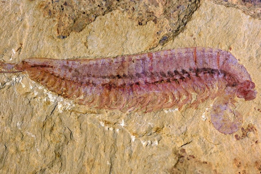 Кембрийские морские членистоногие имели три глаза и четыре пары двуветвистых головных конечностей