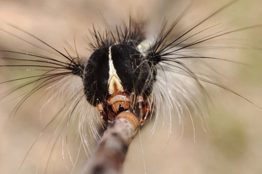 Годичные кольца предскажут атаку вредителей леса