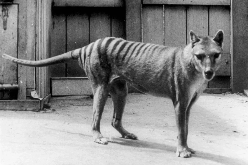 Вымерший тасманский тигр раскрыл секреты РНК, которые могут помочь в его воскрешении 