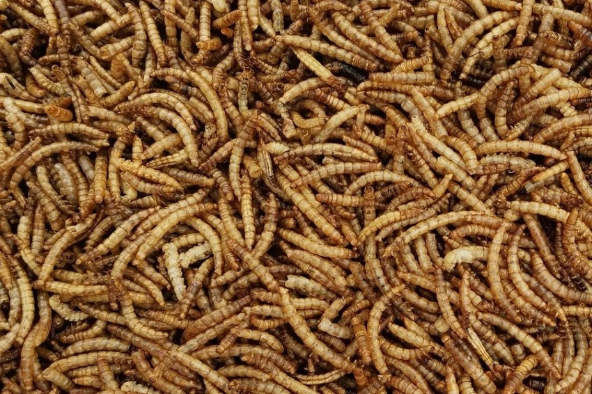 Ученые опытным путём выяснили, что употребление мучных червей помогает сбросить вес