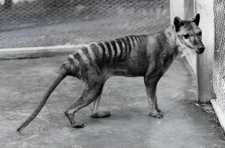 Удастся ли воскресить тасманского волка? Ученые впервые прочитали РНК вымершего вида животных