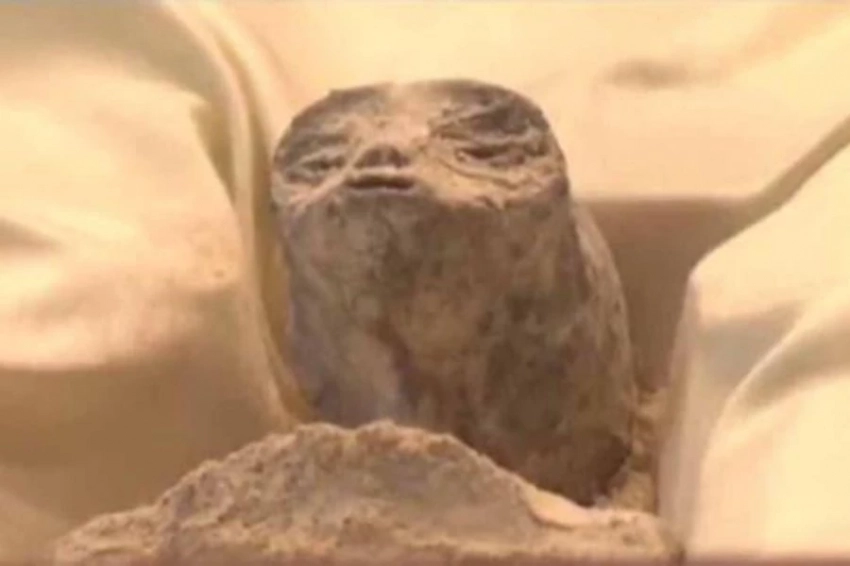 «Нечеловеческие» тела представлены на Конгрессе Мексики