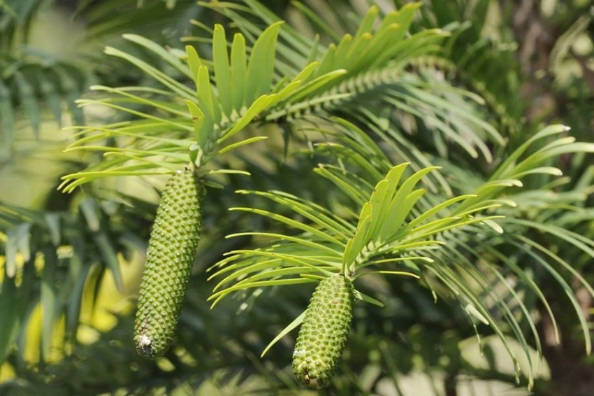 Ученые раскрыли тайну «живого ископаемого» дерева, застывшего во времени на 66 миллионов лет