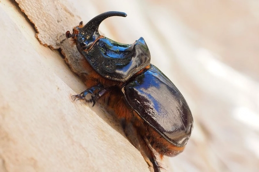 Science: хитин признан учеными полезным для обмена веществ