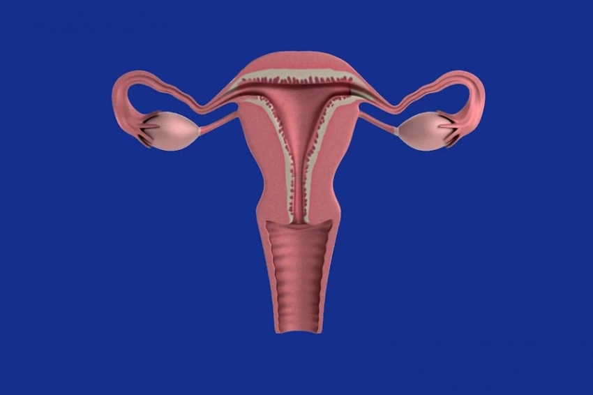 IJMS: биологами США предложен метод борьбы с женским бесплодием