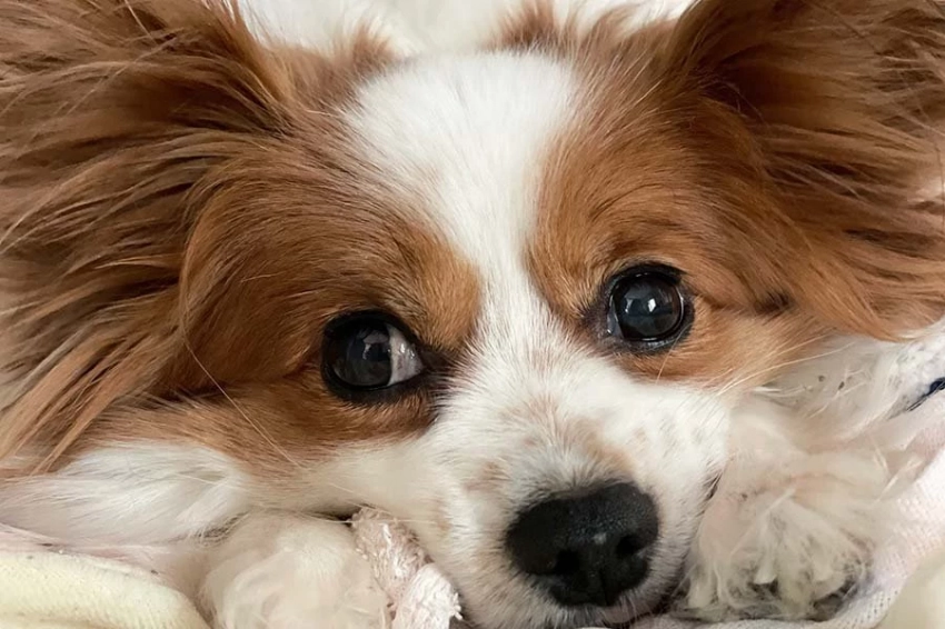 Эксперты объяснили, почему целовать домашних питомцев может быть небезопасно