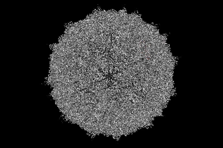 Мутационные изменения вируса птичьего гриппа могут увеличить риск передачи человеку