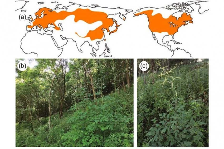 Воронец «рассказал» о распространении лиственных лесов в Северном полушарии
