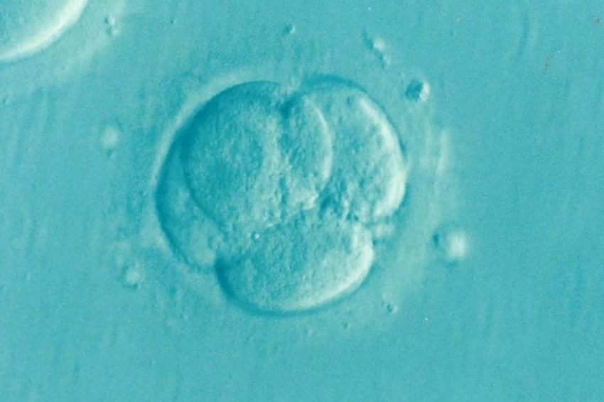 Nature: израильские биологи вырастили эмбрион без яйцеклетки и сперматозоида