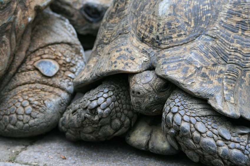 ДНК черепахи найдена в древнем панцире
