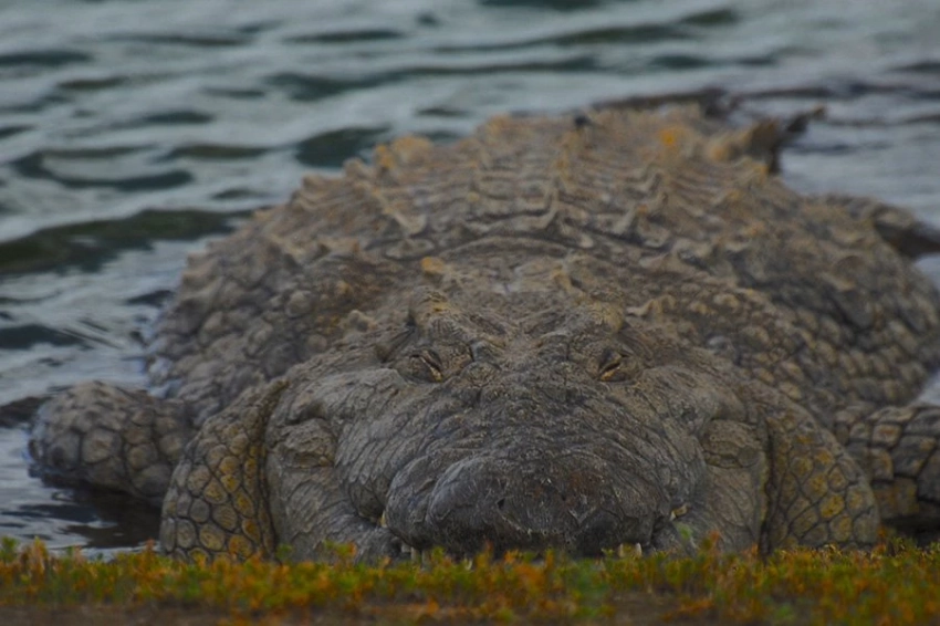 Грозные крокодилы-тесаки когда-то обитали в Центральной Австралии