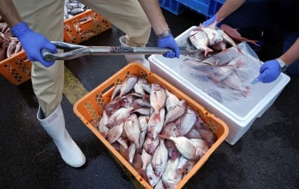 МАГАТЭ впервые после сброса воды проверит рыбу у «Фукусимы-1» на радиоактивность 